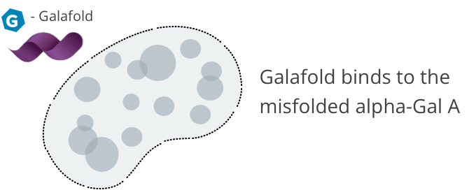 MOA | Galafold Binding to Misfolded Enzyme