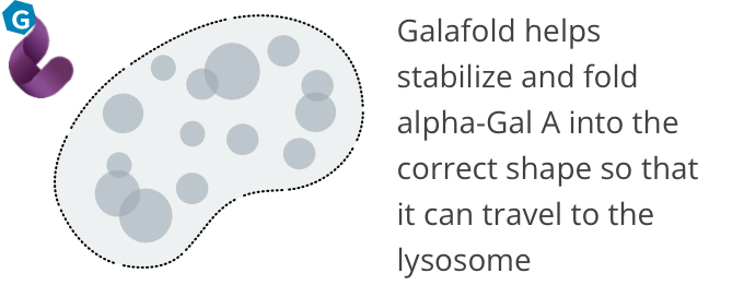 MOA | Galafold Stabilizes Enzyme