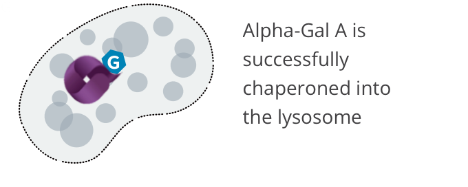 MOA | Galafold Pharmacological Chaperone