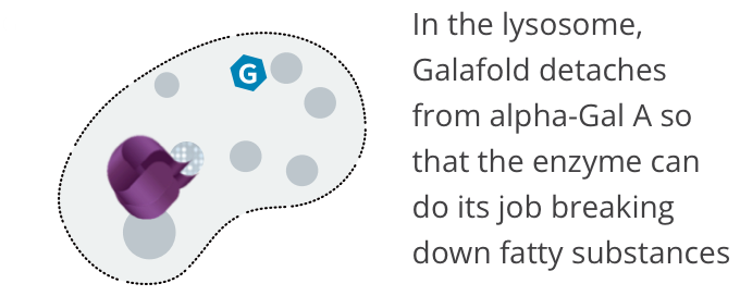 MOA | Galafold Detaches from Enzyme