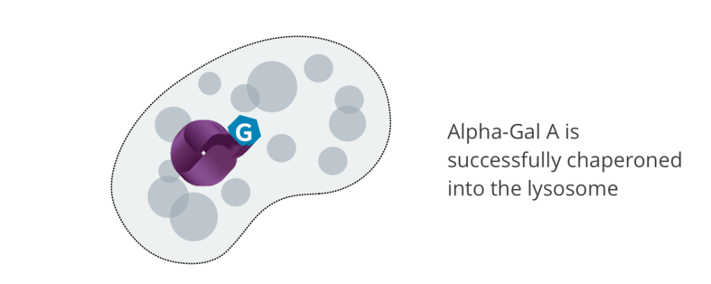 MOA | Galafold Pharmacological Chaperone